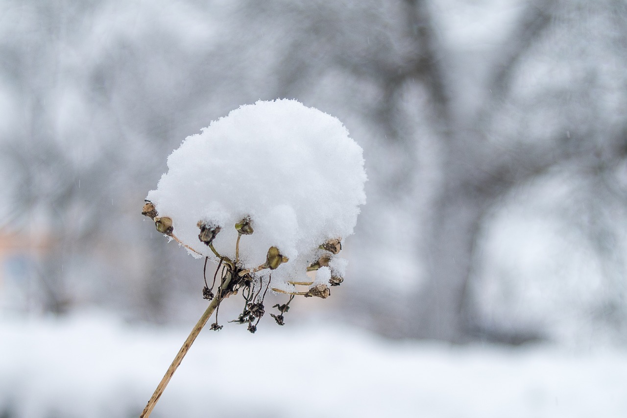 重庆40度高温天下雪，这是真的吗？