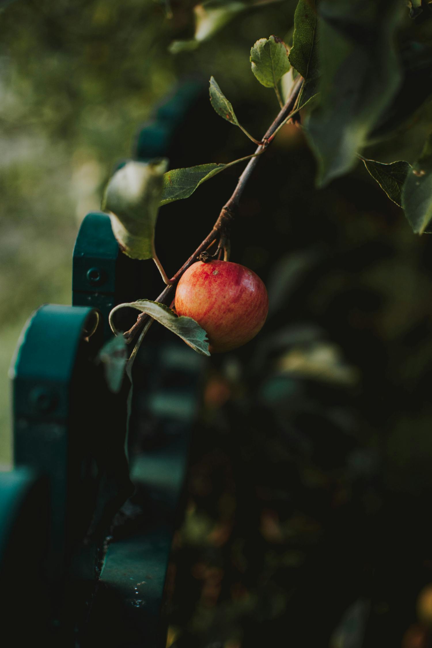 苹果切树枝游戏